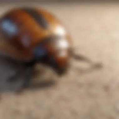 Vacuum Cleaner Removing Carpet Beetles