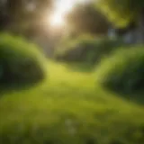 Vibrant Green Lawn
