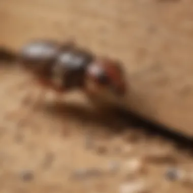 Illustration depicting Vulcan Termite and Pest Control's comprehensive pest management services