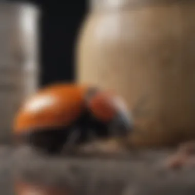 Impact of Warehouse Beetles on Food Storage Warehouse beetle infestation in food storage area