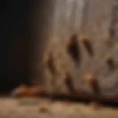 Termites in Dark Shadows Termites in Dark Shadows