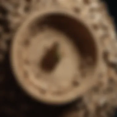 Proactive Prevention - Marking and Removing Wasp Nests Wasp Nest with Crossed-Out Circle Symbol