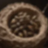 Wasp Nest Location