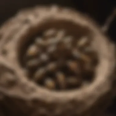 Optimal Wasp Nest Location Wasp Nest Location