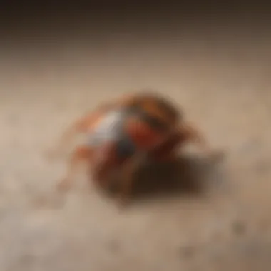 Guide on preventative measures against bed bugs