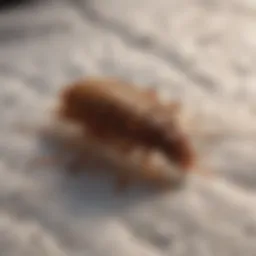 Visual guide for inspecting bedding for bed bugs