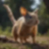 Wildlife critter in San Jose