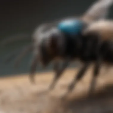 Wondercide Carpenter Bee Behavior Analysis