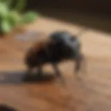 Eco-Friendly Carpenter Bee Repellent