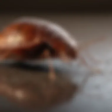 Innovative Bed Bug Eradication Technology Cutting-Edge Bed Bug Eradication Solution